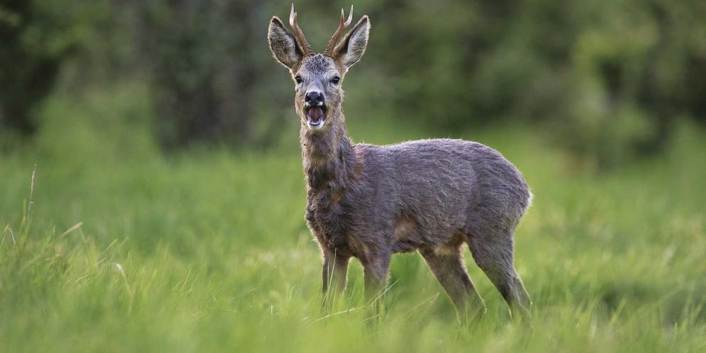 Mancher Bock kam an den Lieblingsplätzen zur Strecke. Allerdings nicht immer vom Autoren selbst erlegt.Ein aggressiver Rehbock attackierte eine Joggerin (Symbolbild).In Bayern tobte jüngst eine kurze Debatte ums Rehwild.Auch beim Rehwild können Grandeln vorkommen.Einheitliche Regelungen bezüglich des Rehwildabschusses in Deutschland? Der Föderalismus greift bei diesem Thema sehr stark ein.Rehwild war in der Schweiz das meistgejagte Wild im Jagdjahr 2024.