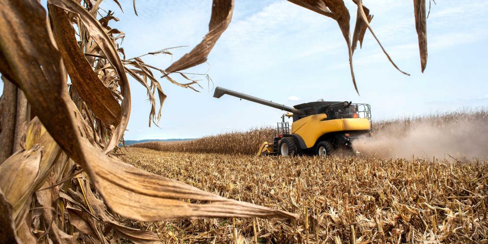 Lücke in der Maisernte? Falsche Angaben könnten einen Landwirt die Freiheit kosten. (Symbolbild)
