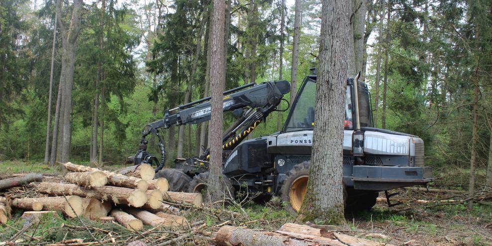Arbeitsplatz Wald: Kontrollen wegen Schwarzarbeit sollen entfallen.