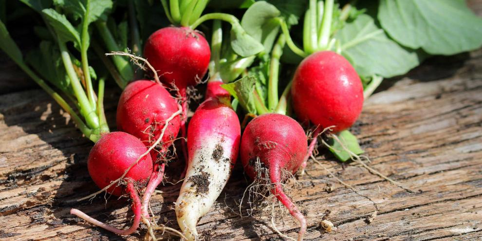 Schnell, unkompliziert, kälteverträglich: Radieschen schließen Erntelücken selbst im Herbst noch.