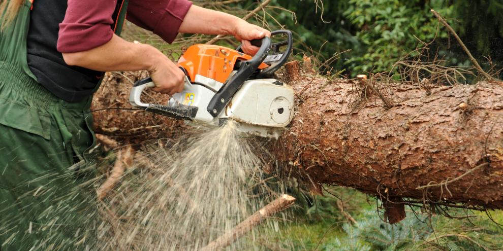 Bei Wald und Forstarbeiten ereigeneten sich im vergangenen Jahr 304 mehr Unfälle als 2023.