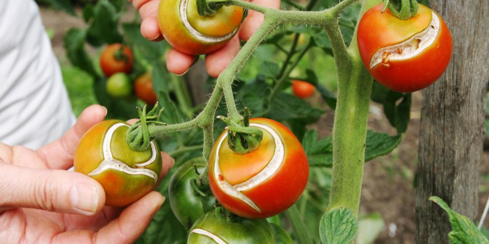 Warum platzen Tomaten?