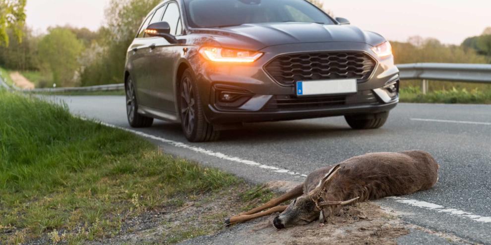Ein Jäger wollte ein verletztes Reh nach einem Unfall abfangen, doch ein Autofahrer verhinderte das. Nun wurde das Strafmaß verhängt (Symbolbild).