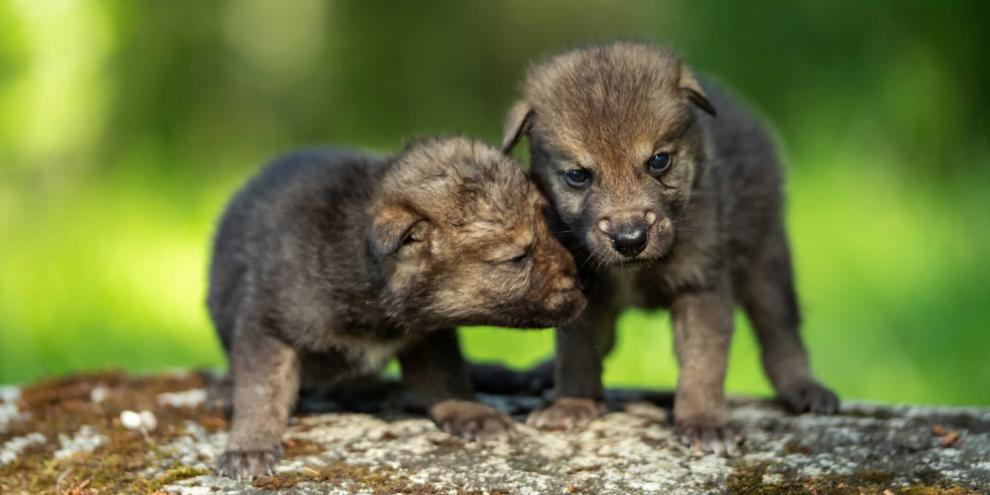 Im Kanton Graubünden wurden auch in diesem Jahr wieder zahlreiche Wolfswelpen gewölft.