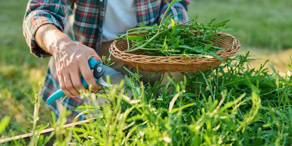 Es braucht nicht viel, um Rucola stets griffbereit im Garten anzubauen.