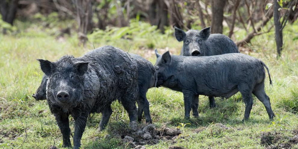 Verwilderte Schweine wie diese bereiten Landwirten in Australien zunehmend Sorgen.
