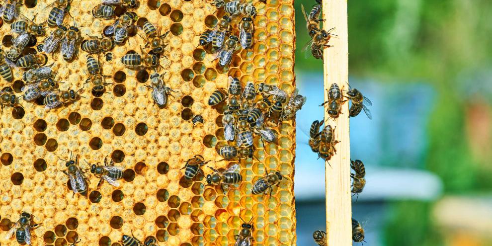 Bienen-AdobeStock_299213453