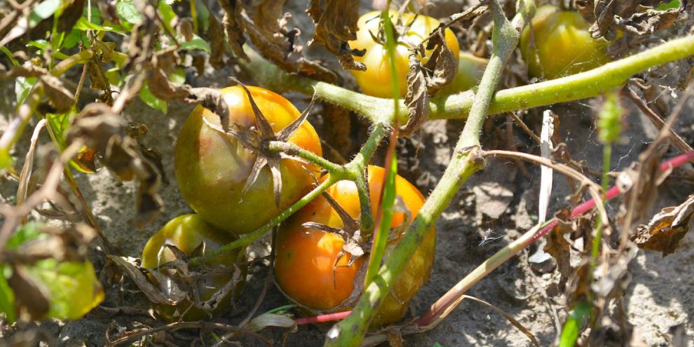 Kraut- und Braunfäule an Tomaten: braune Blätter und Tomaten mit Flecken