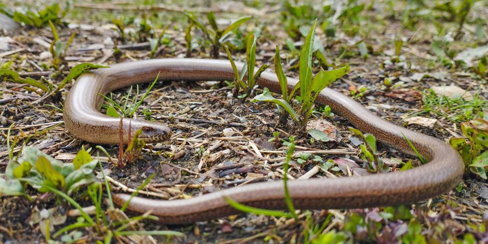 Blindschleichen gelten als fleißige Jäger von Schnecken, Insekten und Spinnen.