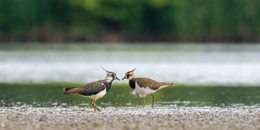 Der Kiebitz, ausgezeichnet als „Vogel des Jahres 2024“, ist ein seltener Feldvogel, der durch seinen markanten Ruf und sein auffälliges Flugverhalten besticht.