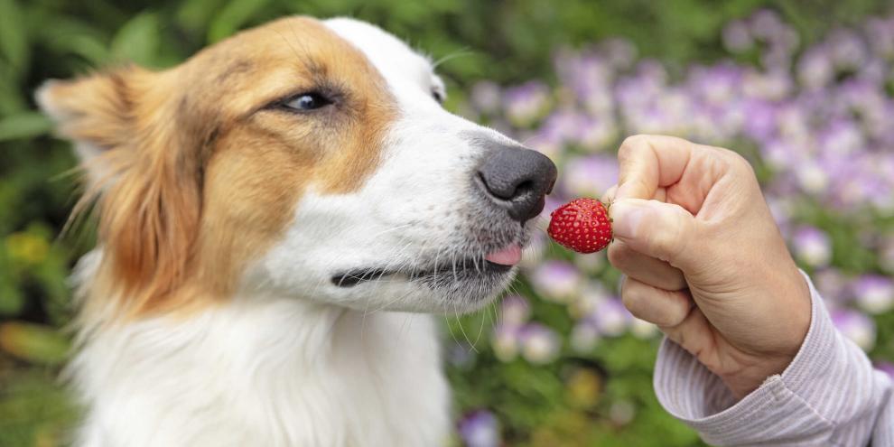 Gesundes Leckerli: Bei köstlichen Beeren aus dem eigenen Garten sagt kaum ein Hund Nein.