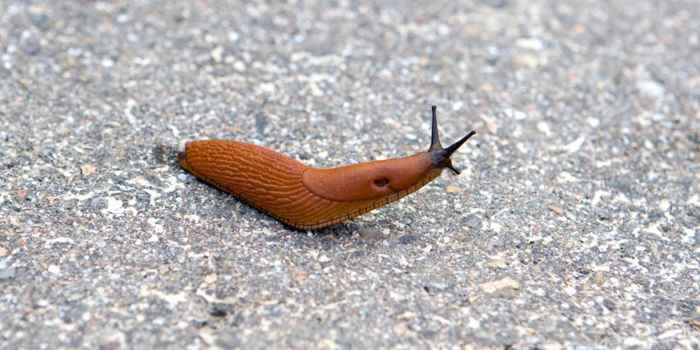 Bemerkenswerte Körperbeherrschung: Nacktschnecken nutzen ihre muskulöse Sohle und Schleimsekretion für präzise Bewegungen auch in schwierigem Terrain - wie auch Hauswänden und Klingelschildern.