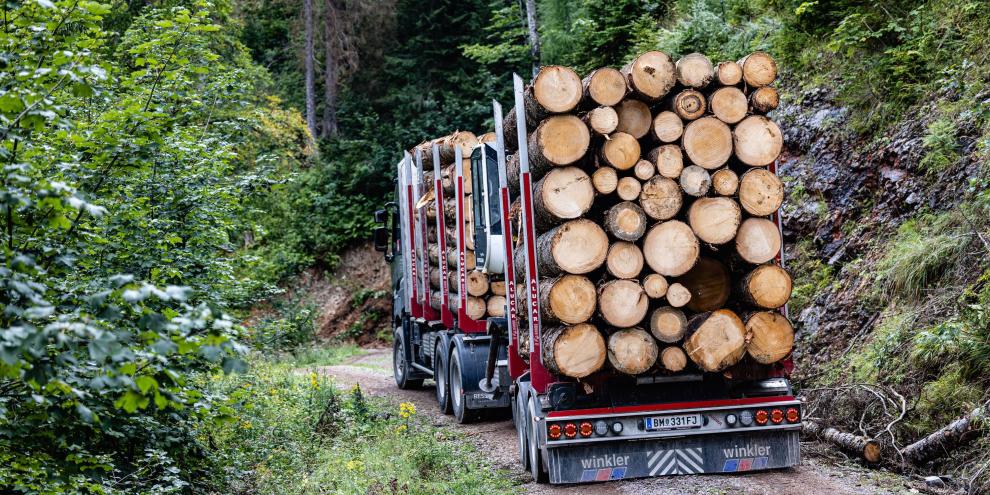 Schadholz wird per LKW abtransportiert