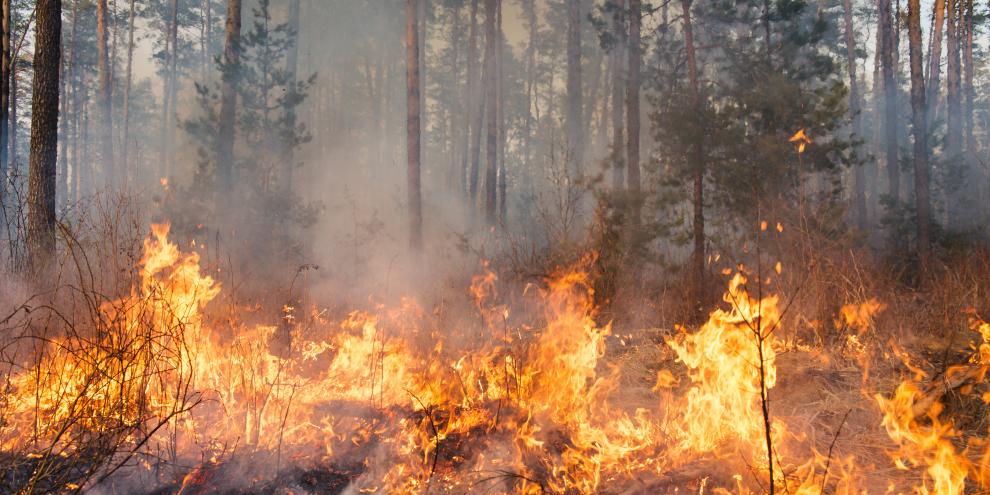 Europaweit sorgt trockenes, heißes Wetter Mitte August 2025 für Waldbrände.