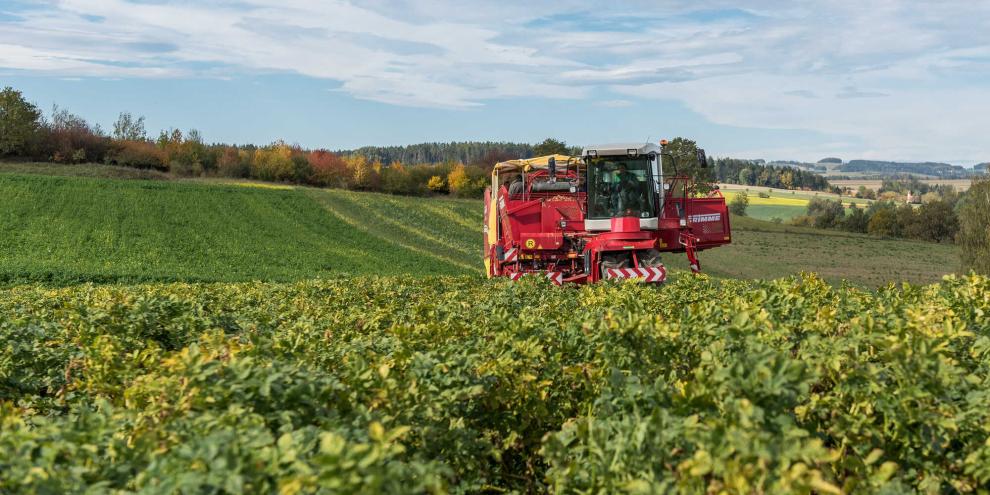 Kartoffelroder im Einsatz