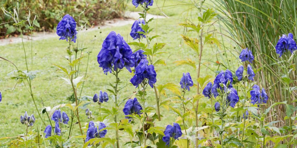 Herbst-Eisenhut bringt schönstes Blau in die Gärten – ist aber sehr giftig.
