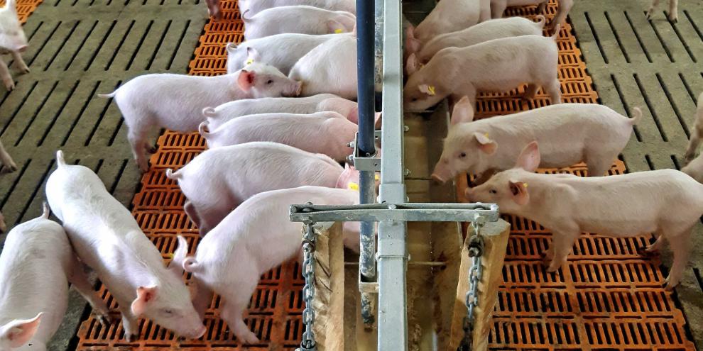 Im Flatdeck bekommen die Ferkel bis zu 35 Prozent fermentiertes Futter.