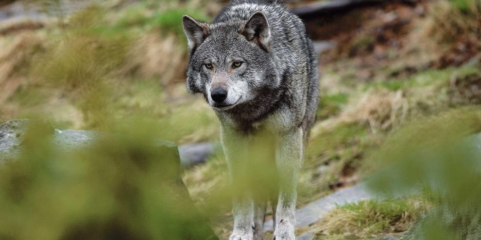 Dürfen ab dem Frühjahr Problemwölfe leichter entnommen werden?
