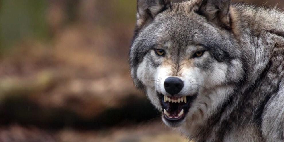 In Südthüringen kam es im September zu zwei Begegnungen zwischen Mensch und Wolf mit Angriffspotenzial.