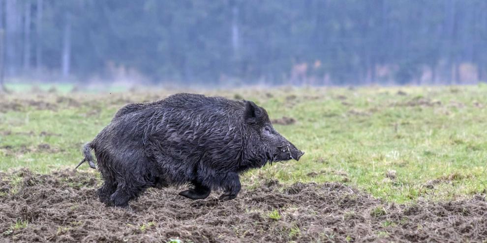 Im US-Bundesstaat Florida drang ein rabiates Wildschwein in eine Wohnung ein (Symbolbild).