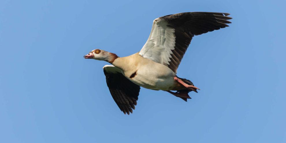 In Bayern will man der Nilgans an den Kragen.