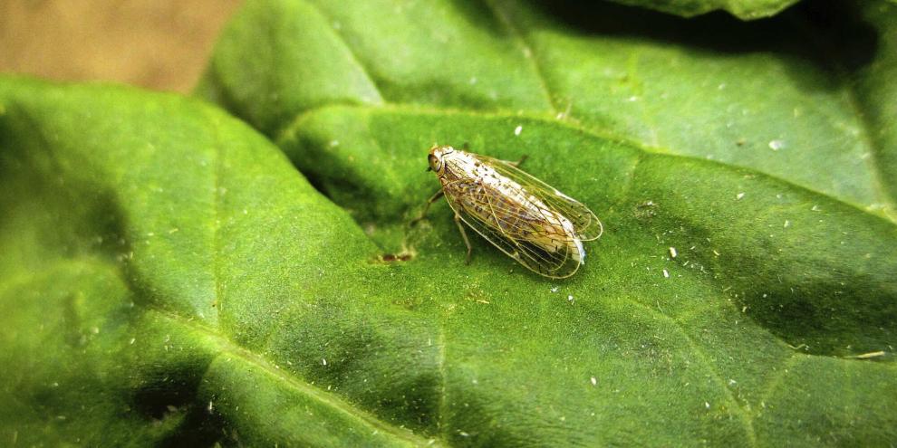Die Schilf-Glasflügelzikade überträgt die beiden Krankheitserreger Candidatus Arsenophonus phytopathogenicus (kurz: Arsenophonus) und Candidatus Phytoplasma solani (kurz: Stolbur).