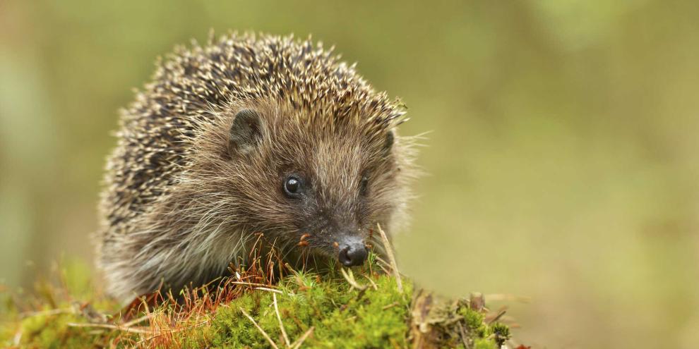 Igel-Moos