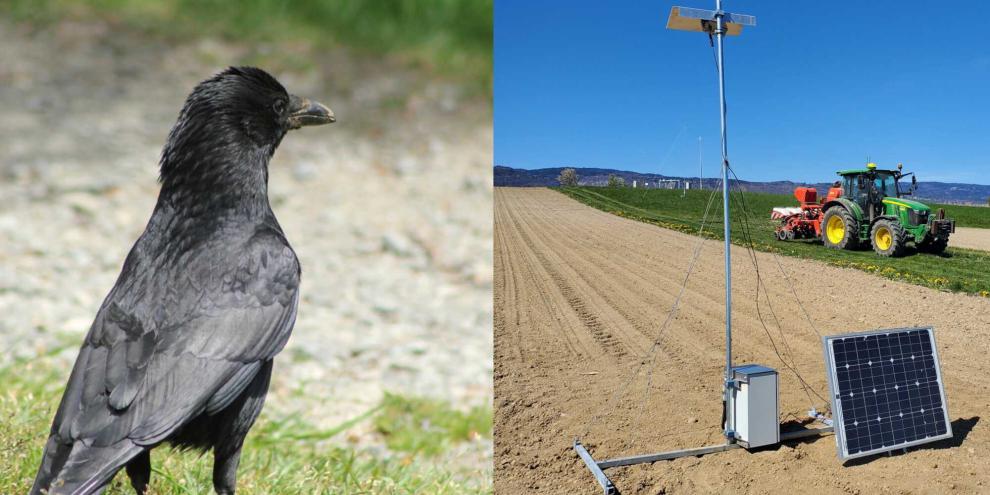 KI-basierte Vogelscheuche zum Erkennen und Vergrämen von Krähen und anderen Vögeln.