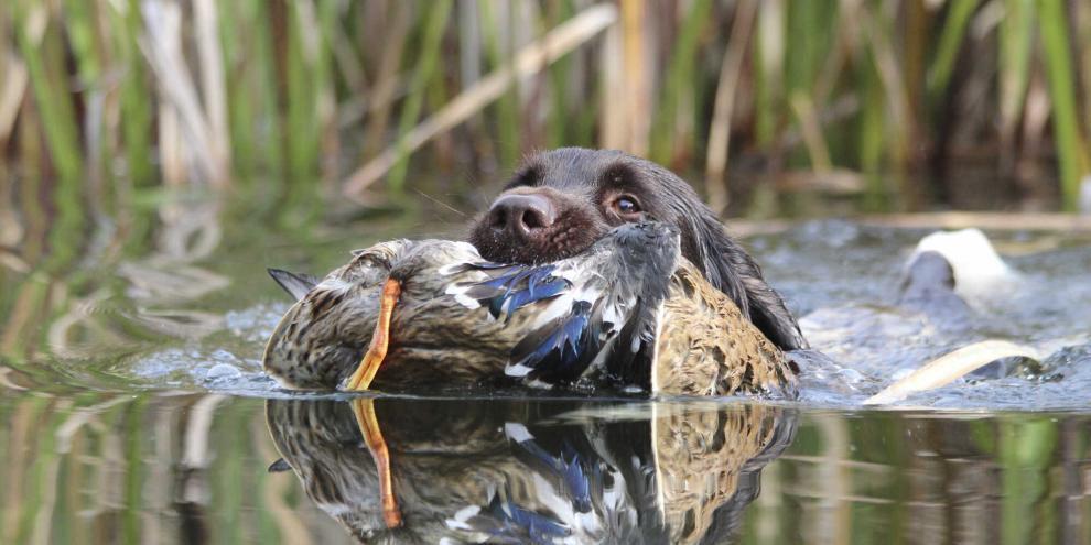 Treu bringt der gut abgeführte Hund die Ente bei jedem Wetter.