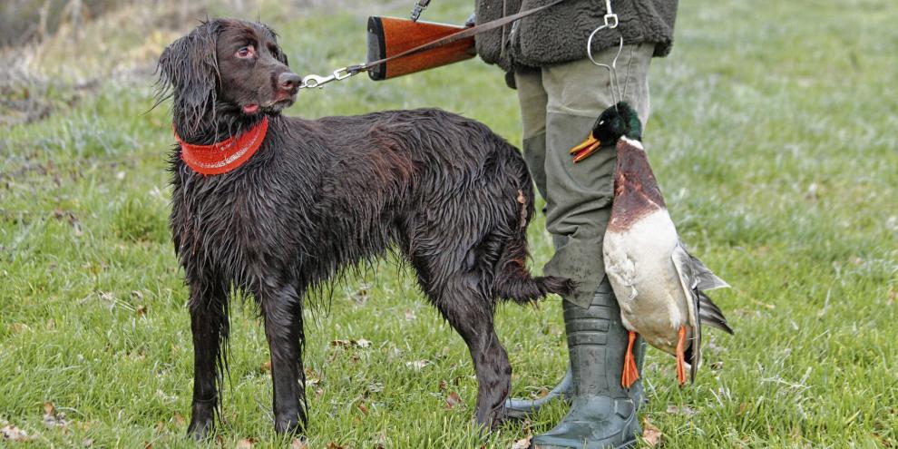 Hund-Erpel-Flinte