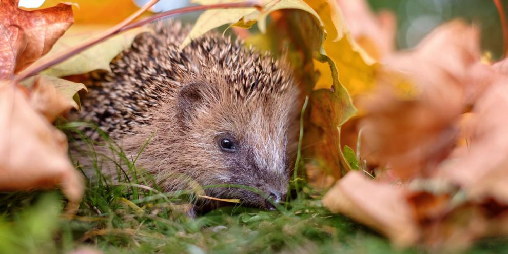 Ein Igel, leicht versteckt im Herbstlaub