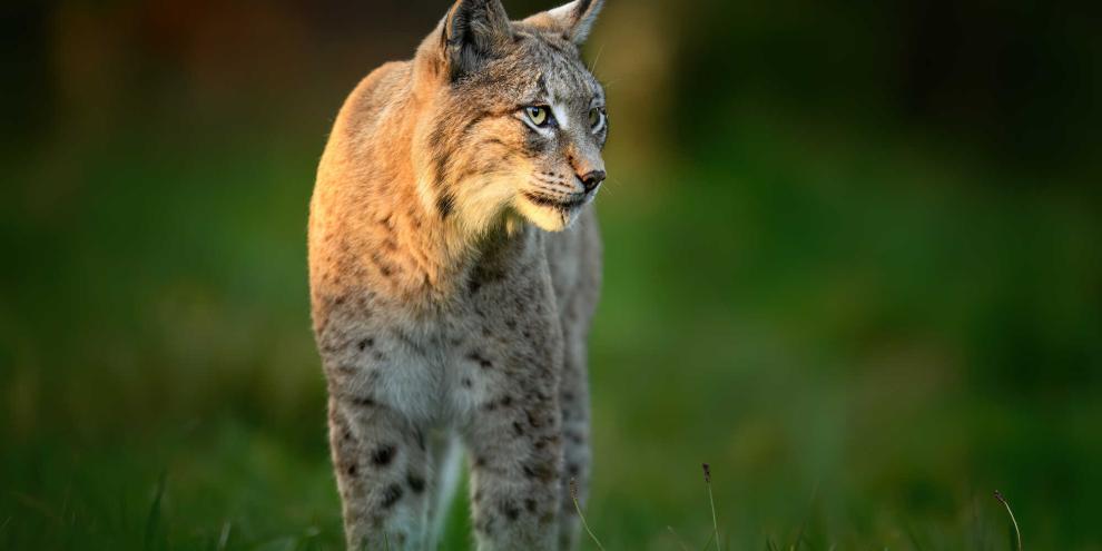 In der Schweiz musste nun ein Luchs getötet werden.
