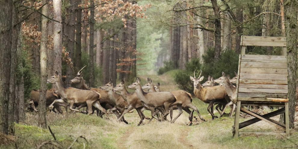 Noch besser als der Anlauf eines großen Rudels sind mehrere einzelne Anläufe von Wild. So gibt es jedes Mal eine neue Chance.