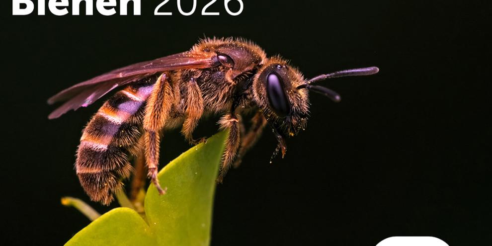 b&n Wandkalender Bienen 2026