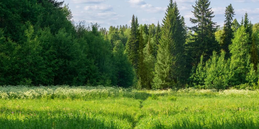 Landschaft aus Wiese und Wald