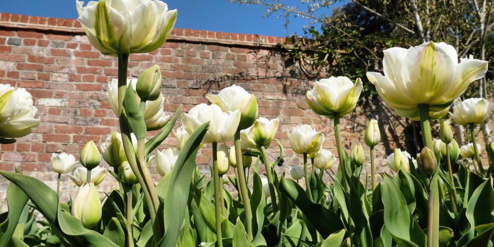‘Mount Tacoma’ besticht mit ihren reinweiß gefärbten Blüten.