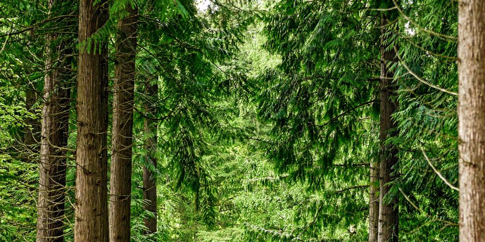 Thuja_Bestand Thuja_Bestand