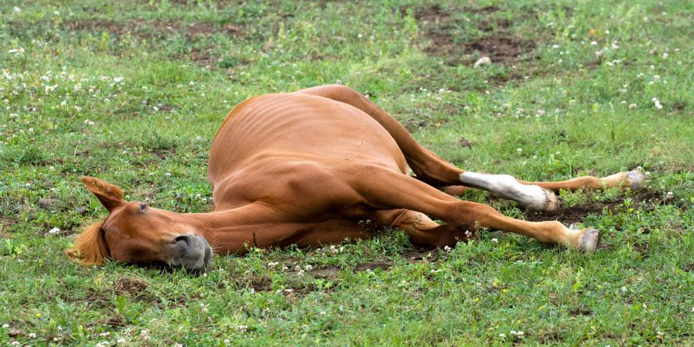 Erstmals hat mutmaßlich ein Wolfsrudel im Landkreis Stade ein Pferd getötet (Symbolbild) Erstmals hat mutmaßlich ein Wolfsrudel im Landkreis Stade ein Pferd getötet (Symbolbild)