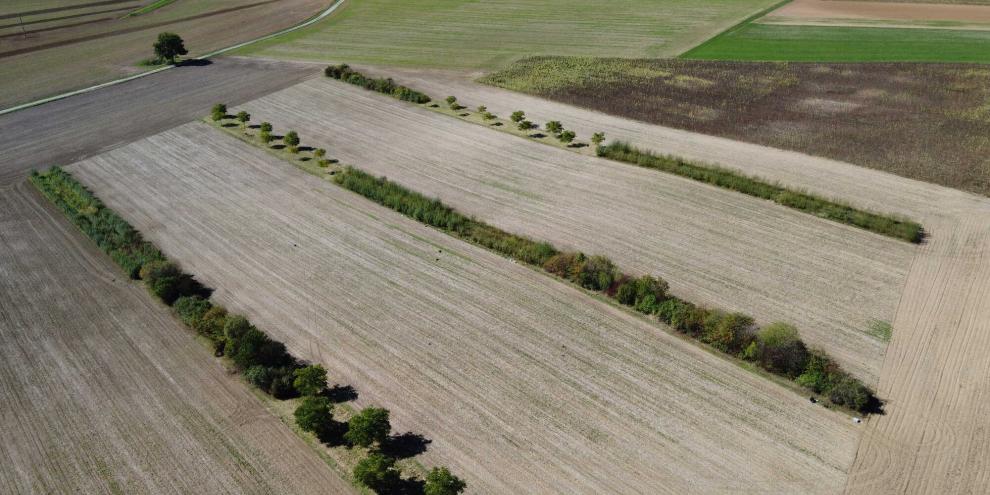 Agroforst kann die Erträge von landwirtschaftlich genutzten Pflanzen stabilisieren – selbst bei schwankender Verfügbarkeit von Wasser.