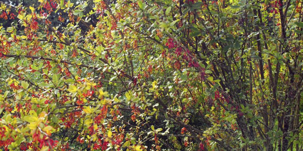 Freistehend auf einer Wiese trägt der Sauerdorn besonders viele Früchte. Freistehend auf einer Wiese trägt der Sauerdorn besonders viele Früchte.