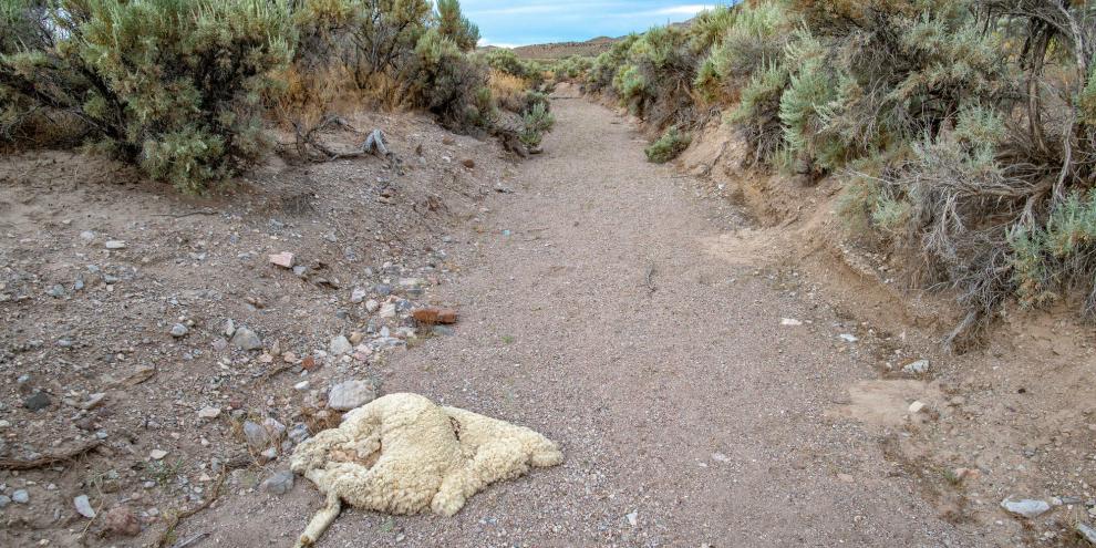 Drei tote Schafe wurden im Forst in Meschede (NRW) gefunden. Drei tote Schafe wurden im Forst in Meschede (NRW) gefunden.