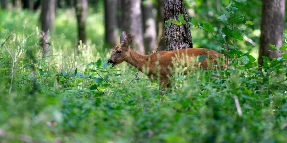 In Nordrhein-Westfalen ist Wildverbiss eine große Herausforderung bei der Wiederbewaldung.