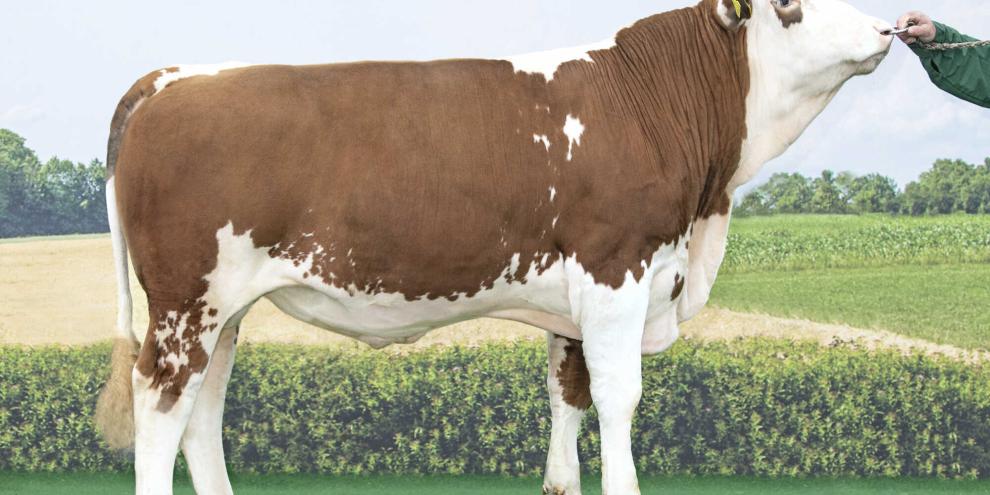 Volmar P*S, GZW 131, Station Hohenzell, Eurogentik, Züchter: Schlöglmann Volmar P*S, GZW 131, Station Hohenzell, Eurogentik, Züchter: Schlöglmann