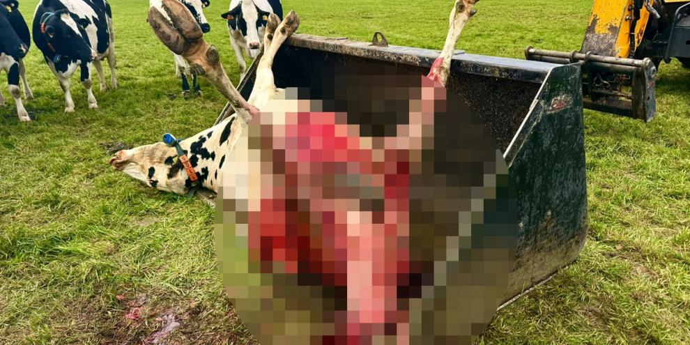 Ein Landwirt fand auf seiner Weide im sächsischen Kemnitz die Mutterkuh tot auf der Weide Ein Landwirt fand auf seiner Weide im sächsischen Kemnitz die Mutterkuh tot auf der Weide