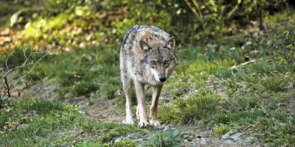 In Brandenburg werden weitere Schritte unternommen, um den Wolf im Jagdrecht aufzunehmen.