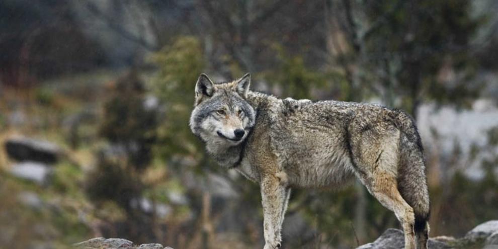 Rinder gerieten durch einen mutmaßlichen Wolfsangriff in Panik. Ein Rind wies eine Fleischwunde auf (Symbolbild).