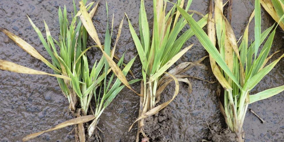 Befall mit Gerstengelbverzwergungsvirus (BYDV) im Herbst: Wenn Blattläuse aktiv sind und Ausfallgerste befallen ist, steigt das Risiko für frühen Befall. Befall mit Gerstengelbverzwergungsvirus (BYDV) im Herbst: Wenn Blattläuse aktiv sind und Ausfallgerste befallen ist, steigt das Risiko für frühen Befall.