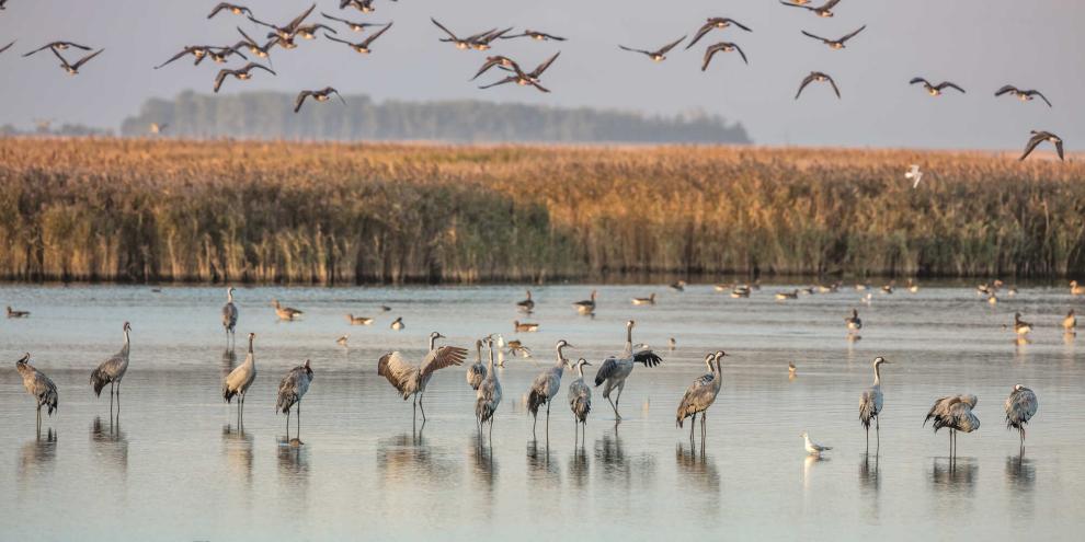 In Brandenburg grassiert derzeit bei Kranichen die Vogelgrippe.