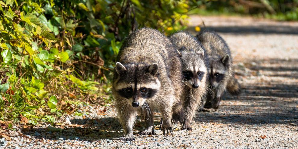 Waschbären vermehren sich in Hessen rasant. Vielerorts wird von einer Plage gesprochen (Symbolbild). Waschbären vermehren sich in Hessen rasant. Vielerorts wird von einer Plage gesprochen (Symbolbild).