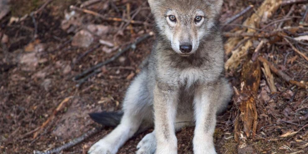 Im Bayerischen Wald wurde ein toter Wolfswelpe gefunden, der mutmaßlich erschossen wurde. Im Bayerischen Wald wurde ein toter Wolfswelpe gefunden, der mutmaßlich erschossen wurde.